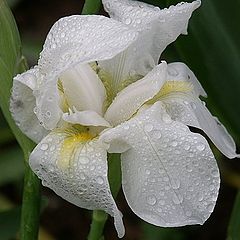photo "Little white flower"