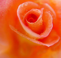 photo "A Rose is a Rose"