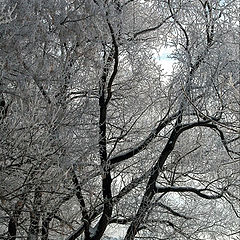 photo "The Winter. Pussy willows"