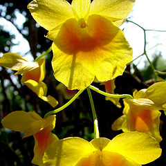 фото "YELLOW"