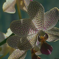 photo "... orchid ..."