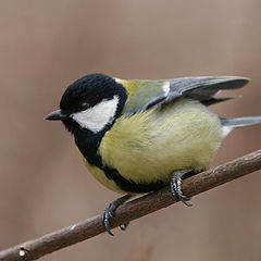 photo "Parus major"