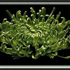 photo "green spider chrysanthemum"