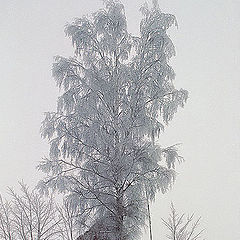 photo "Winter, birch, three windows."