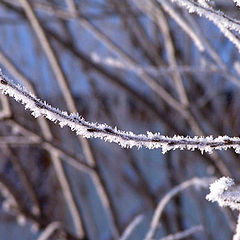 photo "Hoar-frost"