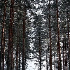 photo "Forest Road"