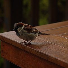 фото "Bird on table"