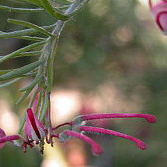 фото "Flower"