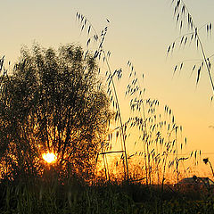 photo "Behind a village fence"