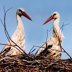 photo "The song of the Stork"