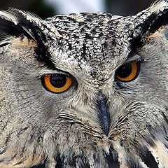 photo "The Glance...(Eagle owl-2)"