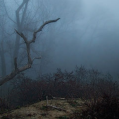 photo "Morning foggy..."