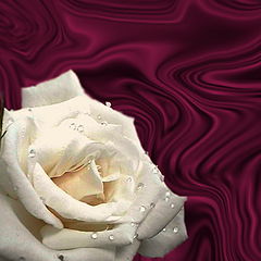 фото "Белая роза"
