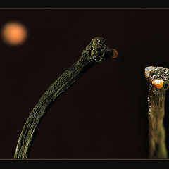 photo "from a life of matches: the darling look... someth"