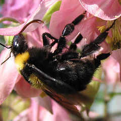 photo "hige bumblebee"