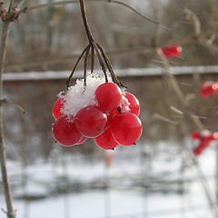 photo "Guelder-rose"