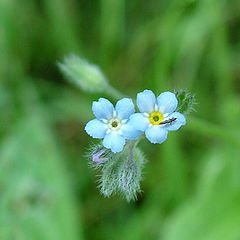 photo "Blue flouwer"