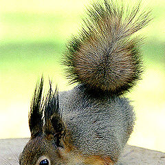 фото "squirrel"