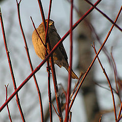 photo "A sparrow"