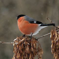 photo "What the bird?"