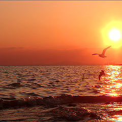 photo "Sunset birds"