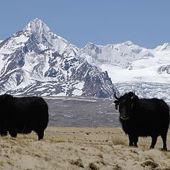 photo "yaks and mountains. Tibet"