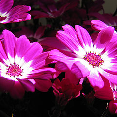фото "The shadow of Spring...."