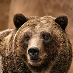 photo "Grizzly Bear"