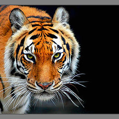 photo "Tiger, Baton Rouge Zoo"