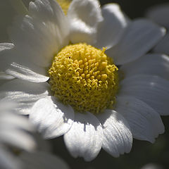 photo "Daises in the shadow"