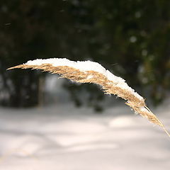 photo "Wind"