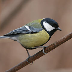 photo "Parus major (2)"