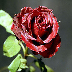 photo "Morning rose"