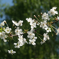 photo "Cherry"