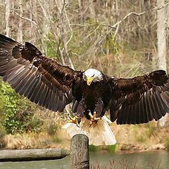 photo "On Wings Of Eagle`s"