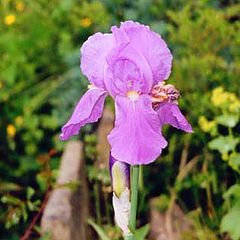 фото "Flag Iris"