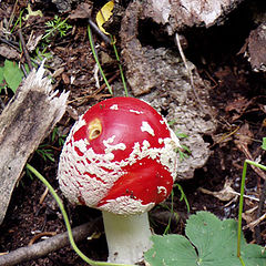 photo "The childhood of a fly-agaric"