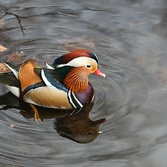 photo "Aix galericulata"