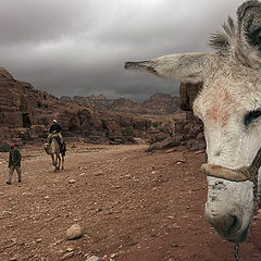 photo "sad Jordanian donkey"
