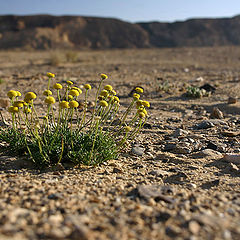 photo "Desert flowers..."