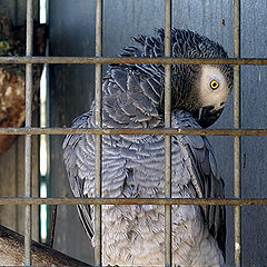 photo "Life behind bars..."