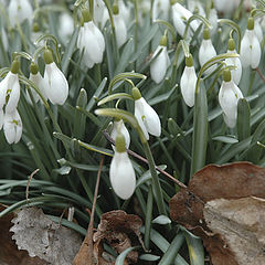 photo "Snowdrops"