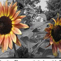 photo "Twin Sunflowers"