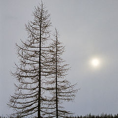 фото "Вальс на снегу"