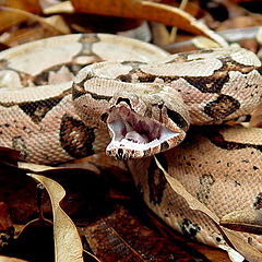 photo "Snake attack"