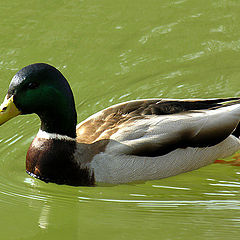 photo "Ente"