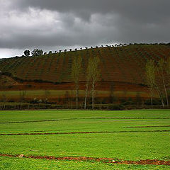 фото "Green Field"