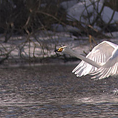 photo "Swan"