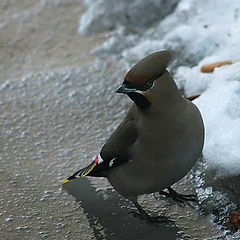 photo "What`s the matter?"