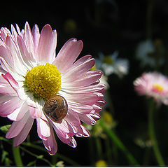 photo "~Flower composition~"